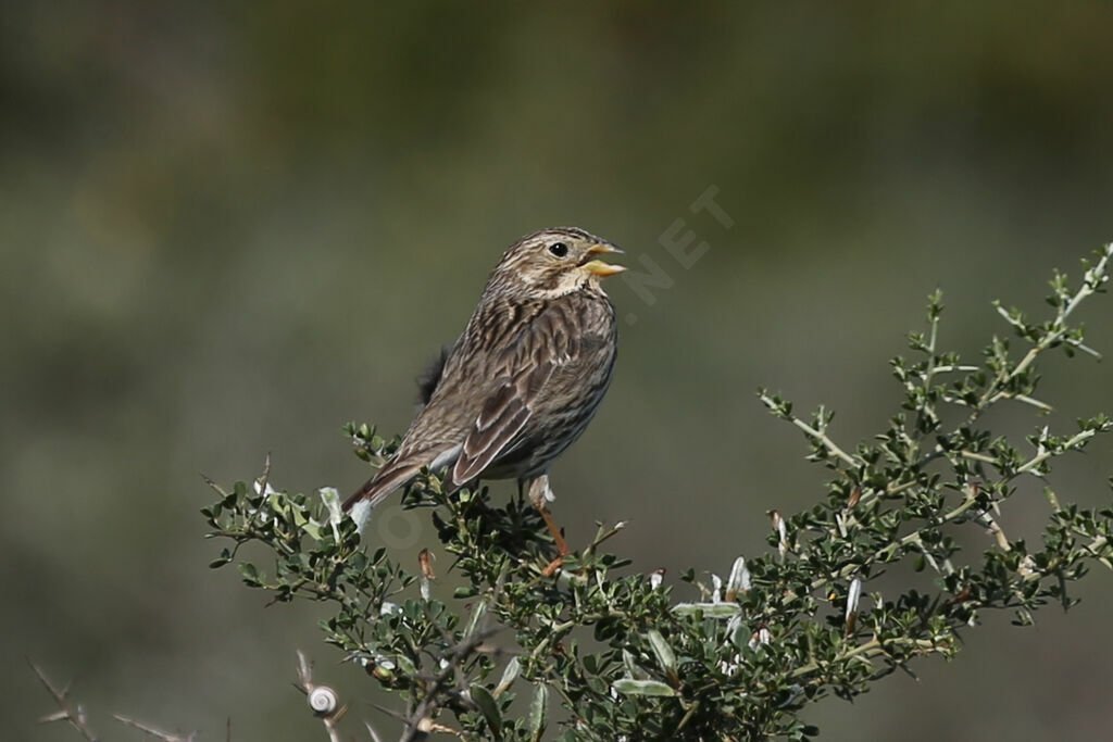 Corn Bunting