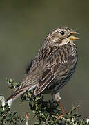 Corn Bunting