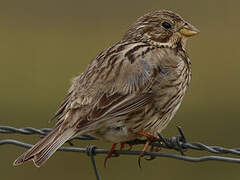 Corn Bunting