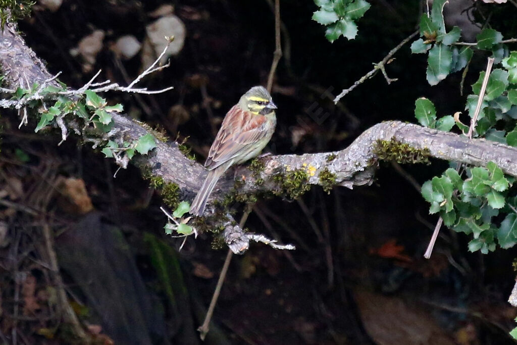 Cirl Bunting