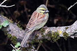 Cirl Bunting