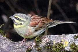 Cirl Bunting