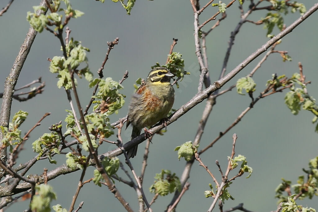 Cirl Bunting