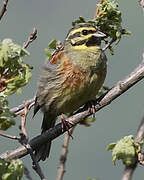 Cirl Bunting