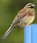 Cirl Bunting