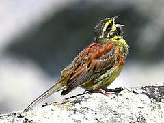 Cirl Bunting