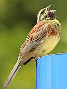 Cirl Bunting