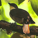 Bulbul à gorge claire