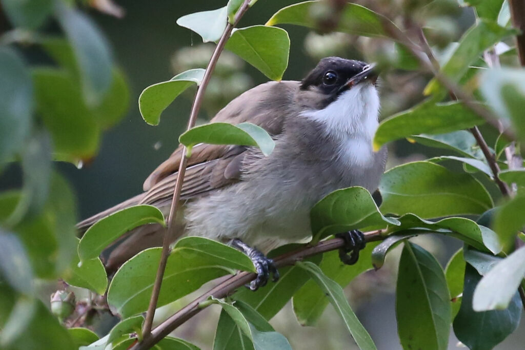 Bulbul à poitrine brune