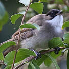 Bulbul à poitrine brune