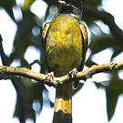Bulbul à semi-collier