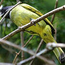 Bulbul à semi-collier