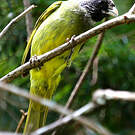 Bulbul à semi-collier
