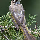 Bulbul de Chine