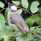 Bulbul de Chine