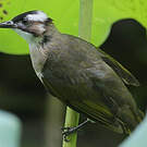 Bulbul de Chine