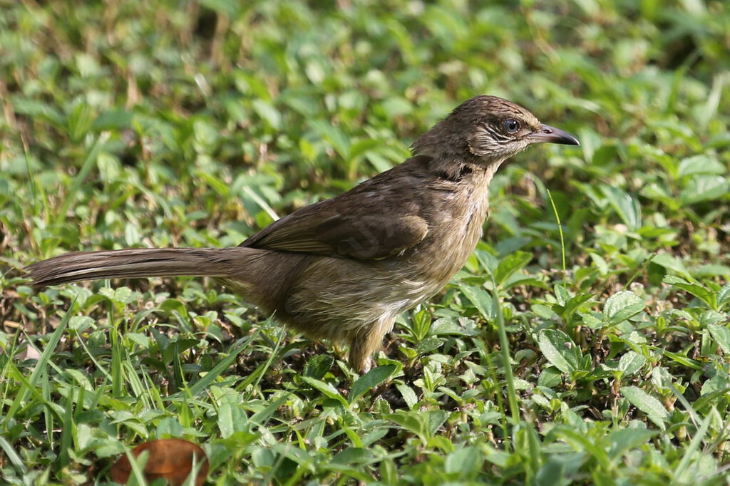 Streak-eared Bulbul