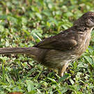 Bulbul de Conrad