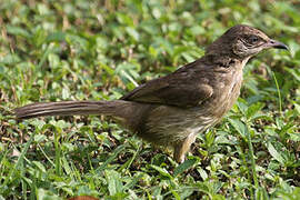 Streak-eared Bulbul