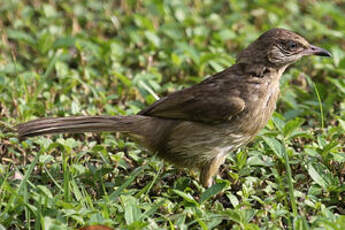 Bulbul de Conrad