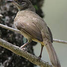 Bulbul de Conrad