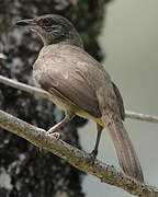 Streak-eared Bulbul