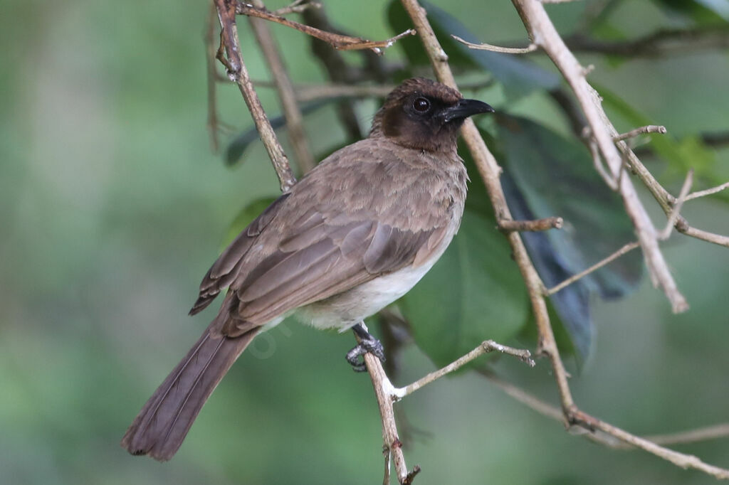 Common Bulbul