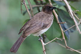 Bulbul des jardins