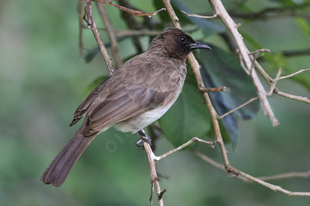 Bulbul des jardins