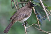 Bulbul des jardins