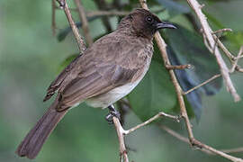 Common Bulbul