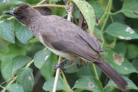 Bulbul des jardins