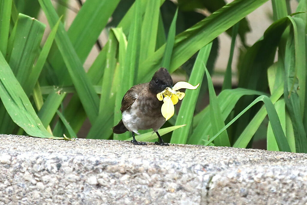 Common Bulbul