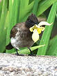 Bulbul des jardins