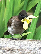 Common Bulbul