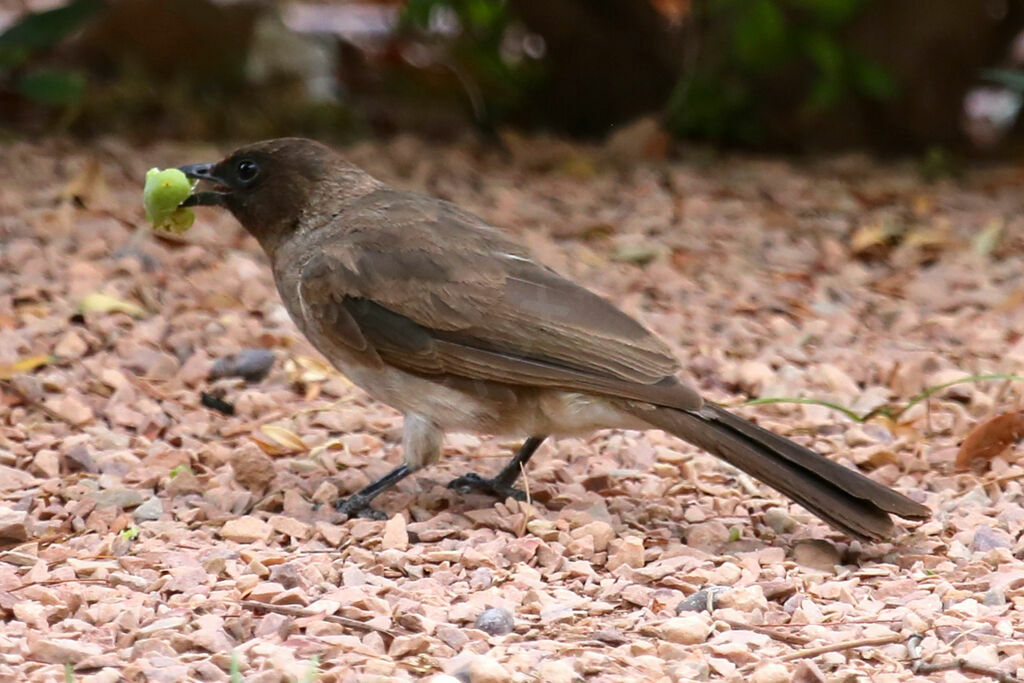 Common Bulbul