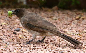 Bulbul des jardins