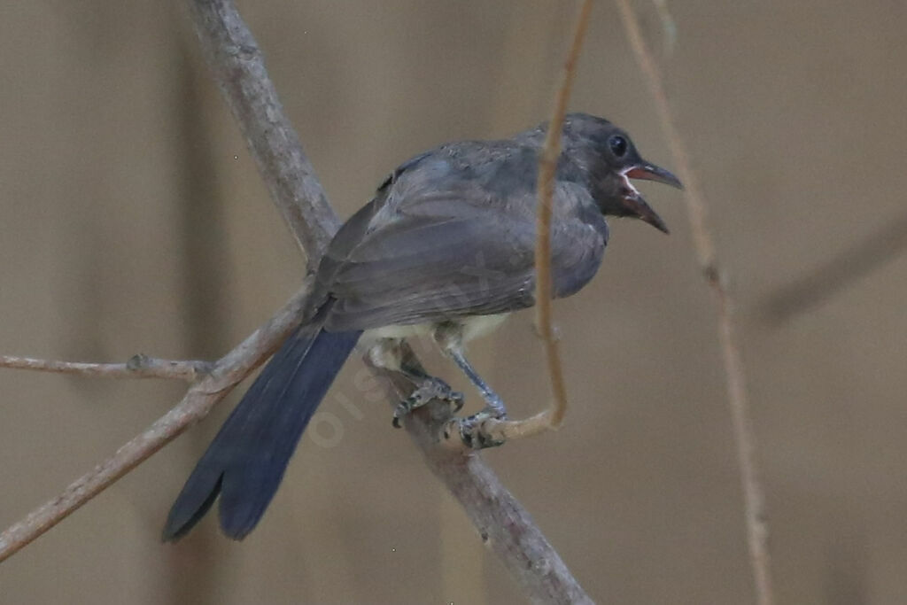 Bulbul des jardinsjuvénile