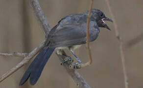 Bulbul des jardins