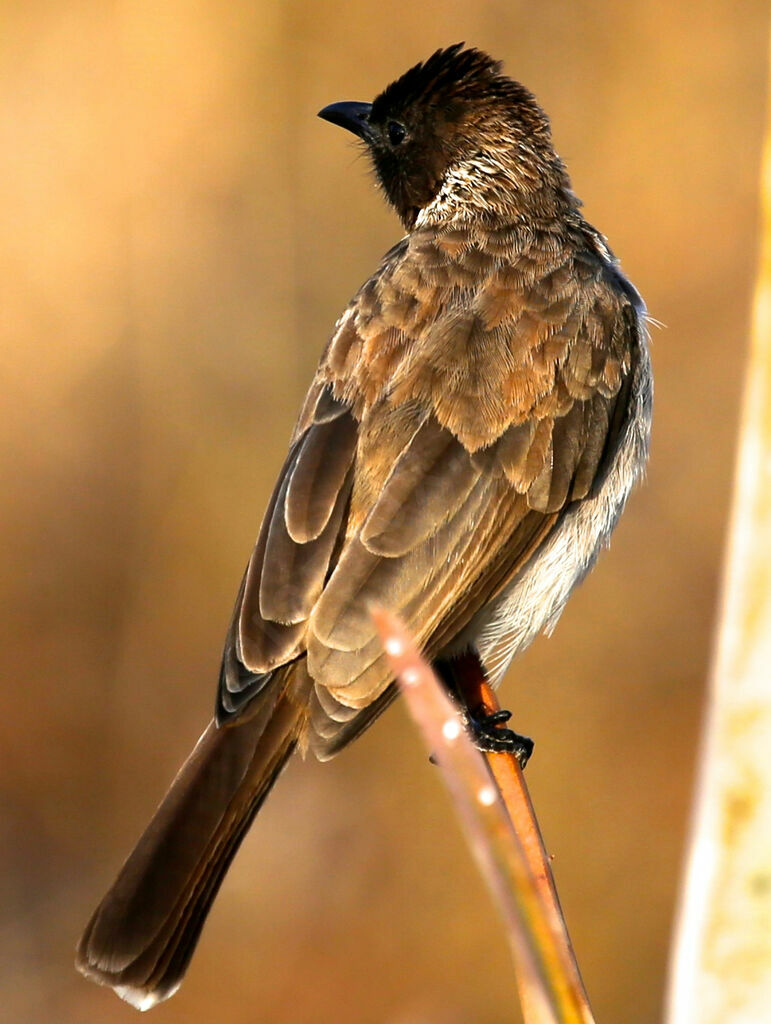 Common Bulbul