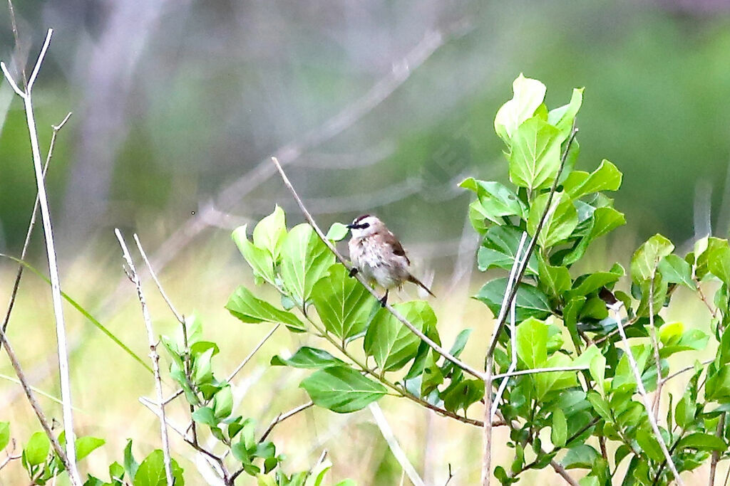 Yellow-vented Bulbul