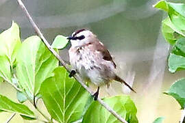 Yellow-vented Bulbul