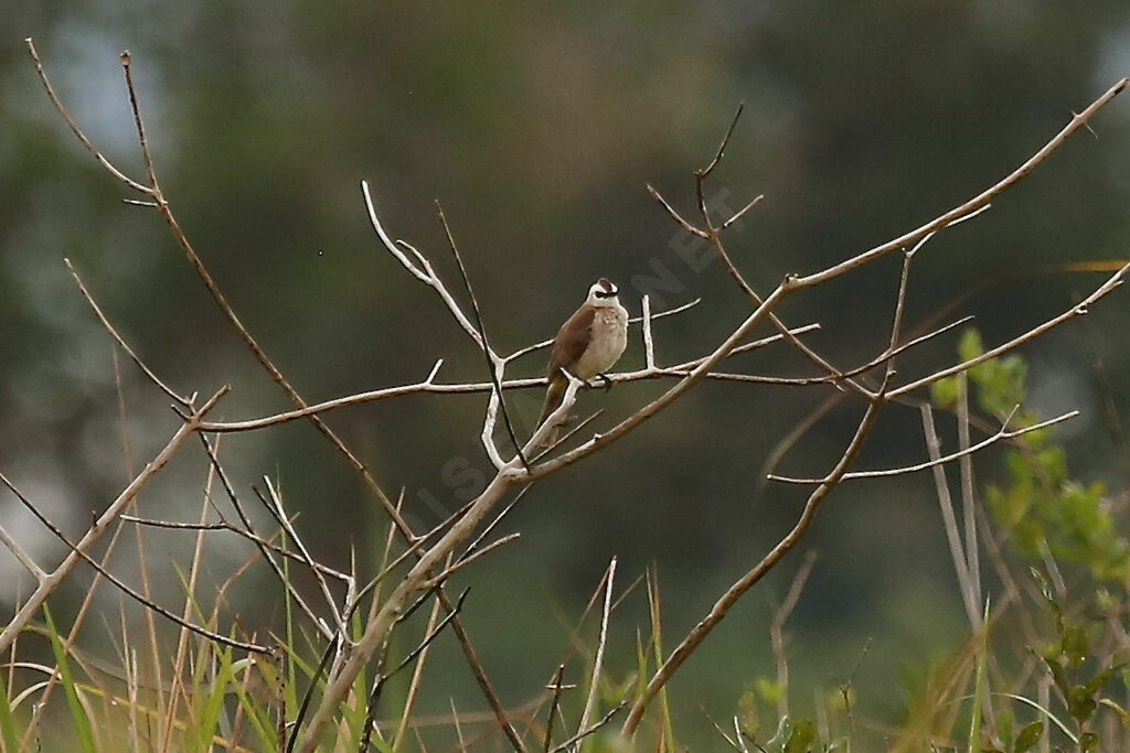 Yellow-vented Bulbul