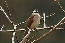 Yellow-vented Bulbul