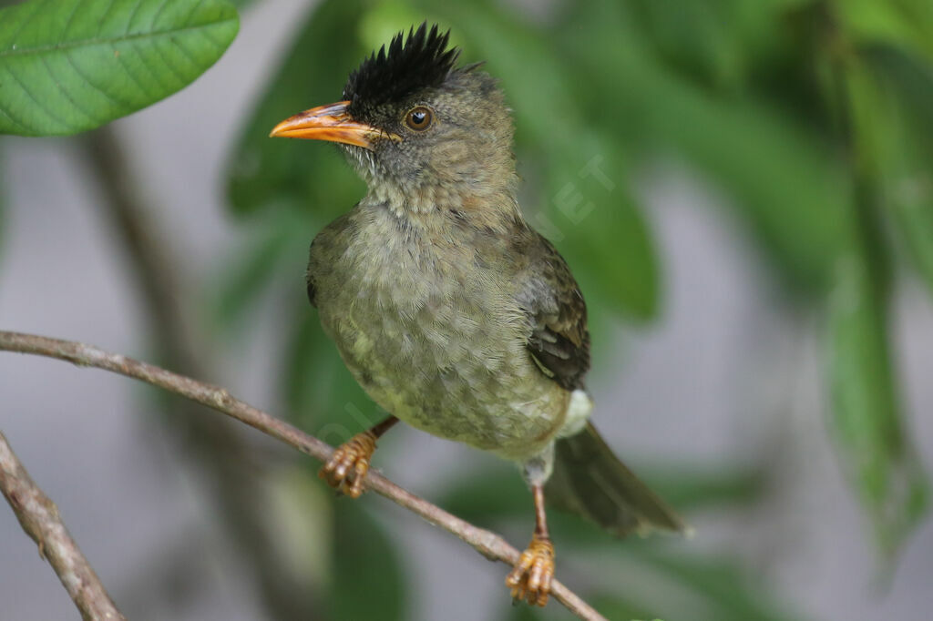 Seychelles Bulbul