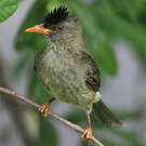 Bulbul merle