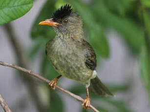 Bulbul merle