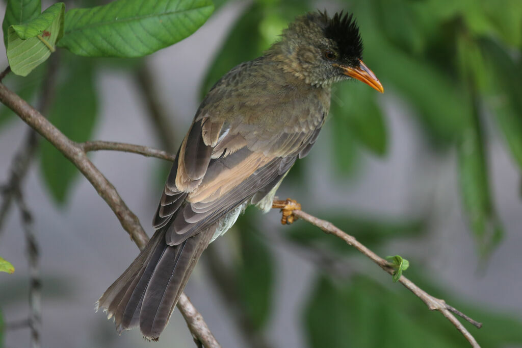 Bulbul merle