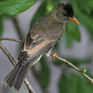 Bulbul merle