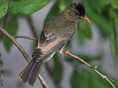 Bulbul merle